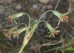 Tulbaghia capensis