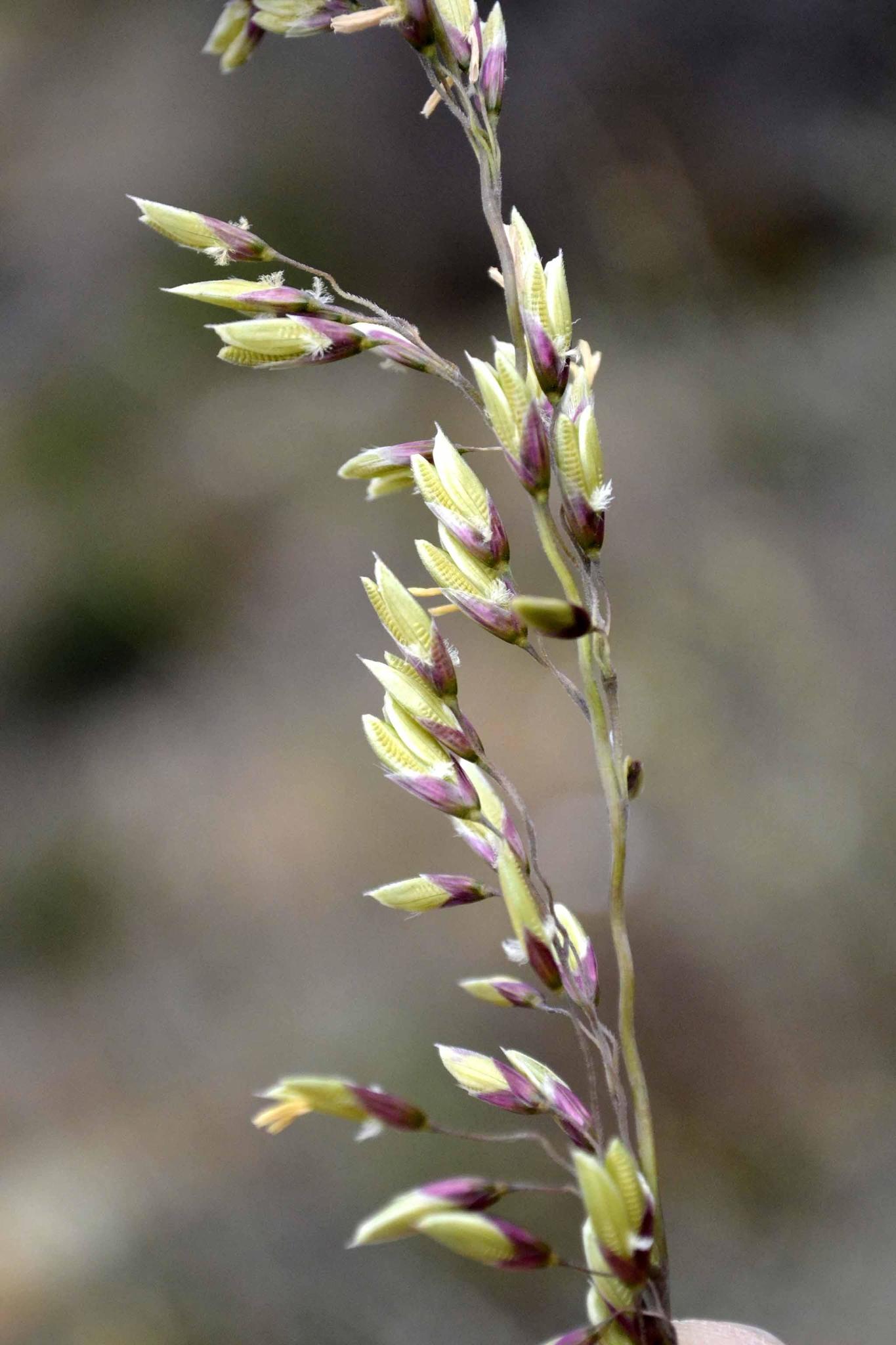 Ehrharta capensis