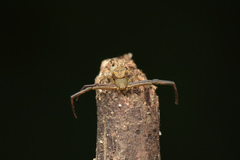 Pistius