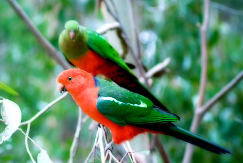 Australian King-parrot