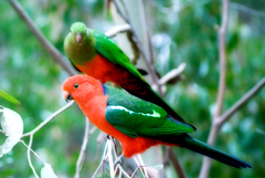 Australian King-Parrot photo 3