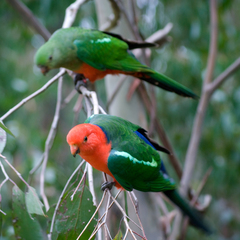 Australian King-Parrot photo 6