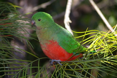 Australian King Parrot, photo 6 of 7
