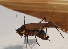 Scaphura elegans