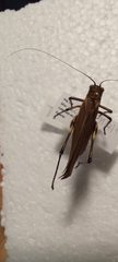 Scaphura elegans