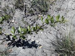 Searsia laevigata laevigata