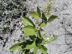 Searsia laevigata laevigata