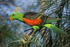 Red-Winged Parrot photo 5