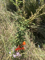Desmodium sessilifolium