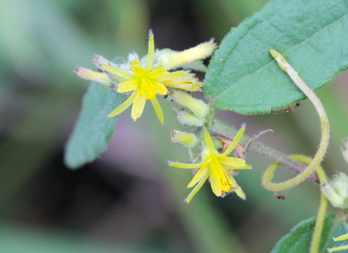 Image of Triumfetta Cana (Triumfetta cana) by no rights reserved