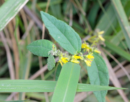 Image of Triumfetta Cana (Triumfetta cana) by no rights reserved