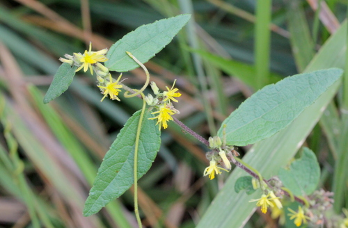 Image of Triumfetta Cana (Triumfetta cana) by no rights reserved
