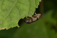 Atactogaster inducens