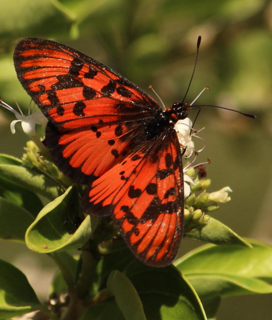 Blood-red Acraea