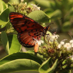 Acraea petraea