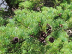 Pinus morrisonicola