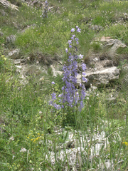 Campanula sarmatica