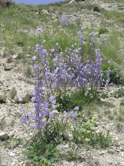 Campanula sarmatica