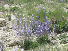 Campanula sarmatica