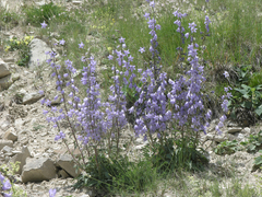 Campanula sarmatica