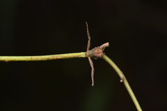 Pistius