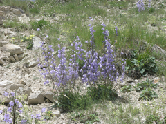 Campanula sarmatica
