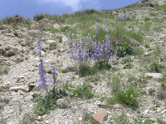 Campanula sarmatica