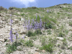 Campanula sarmatica