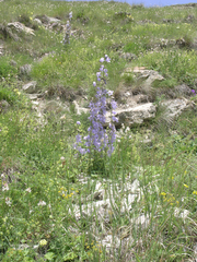 Campanula sarmatica
