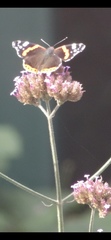 Vanessa atalanta