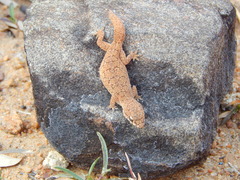 Hemidactylus reticulatus