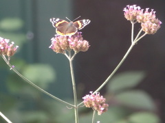 Vanessa atalanta