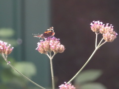 Vanessa atalanta