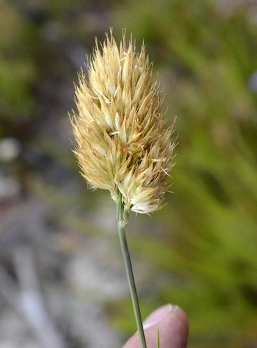 Geochloa lupulina