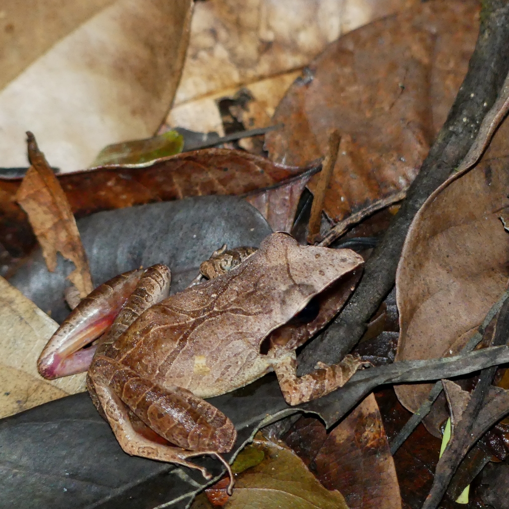 Brownberg Robber Frog