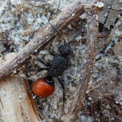 Ephutomorpha distinguenda