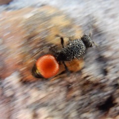 Ephutomorpha distinguenda