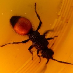 Ephutomorpha distinguenda