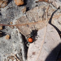 Ephutomorpha distinguenda