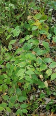 Lithospermum latifolium
