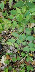 Lithospermum latifolium