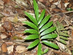 Metaxya scalaris