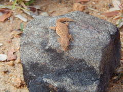 Hemidactylus reticulatus