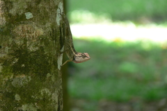 Calotes emma