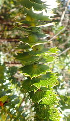 Cliffortia reniformis