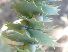 Cliffortia reniformis