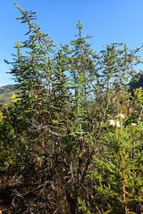 Cliffortia reniformis