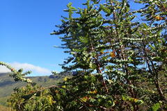 Cliffortia reniformis