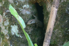Varanus nebulosus
