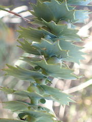 Cliffortia reniformis